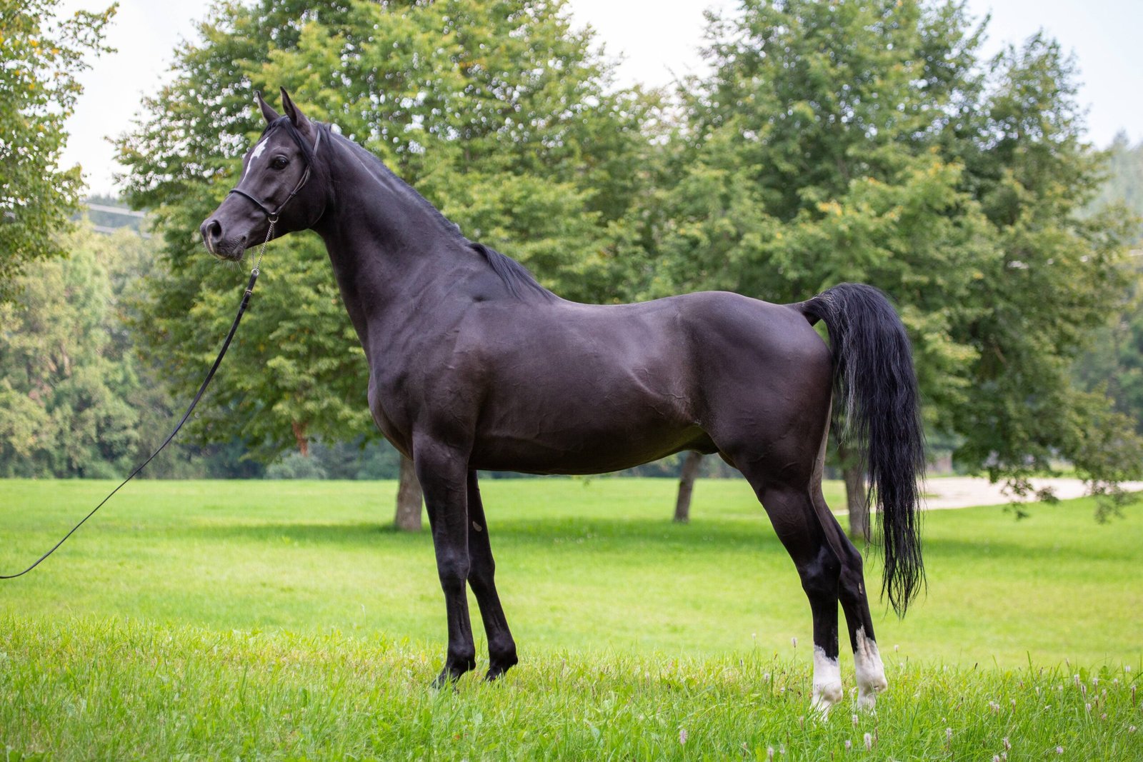 Arabian: The Timeless Companion (image credits: wikimedia)