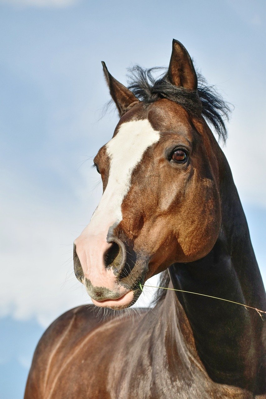 Quarter Horse: The All-American Friend (image credits: pixabay)