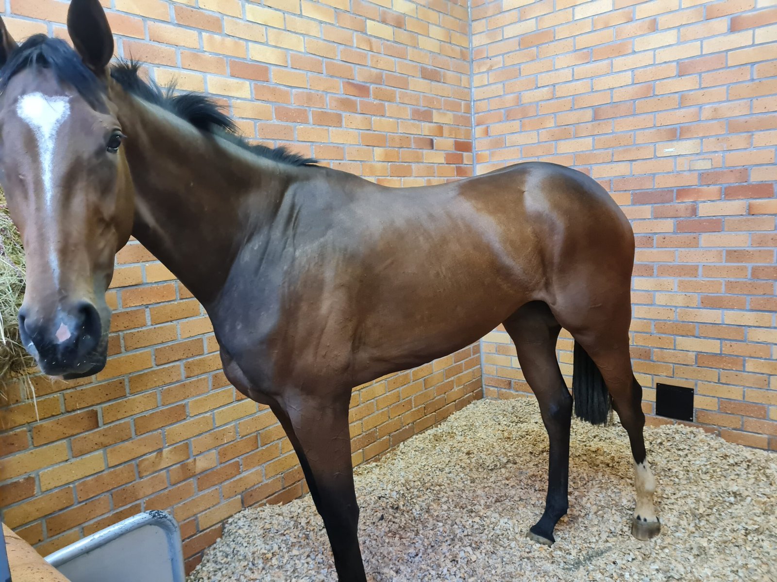 Thoroughbred: The Heartfelt Racer (image credits: wikimedia)