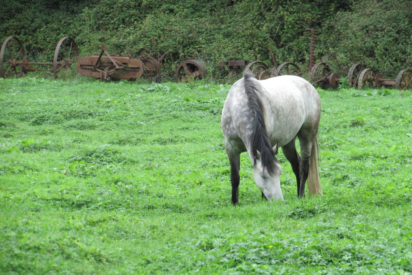 Connemara Pony: The Versatile Partner (image credits: wikimedia)