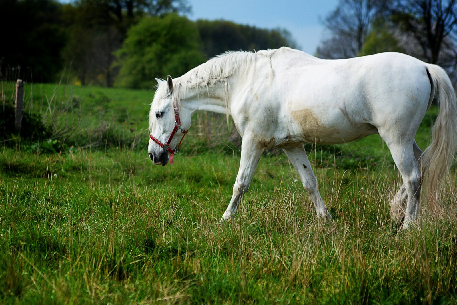 Andalusian: The Noble Steed (image credits: wikimedia)