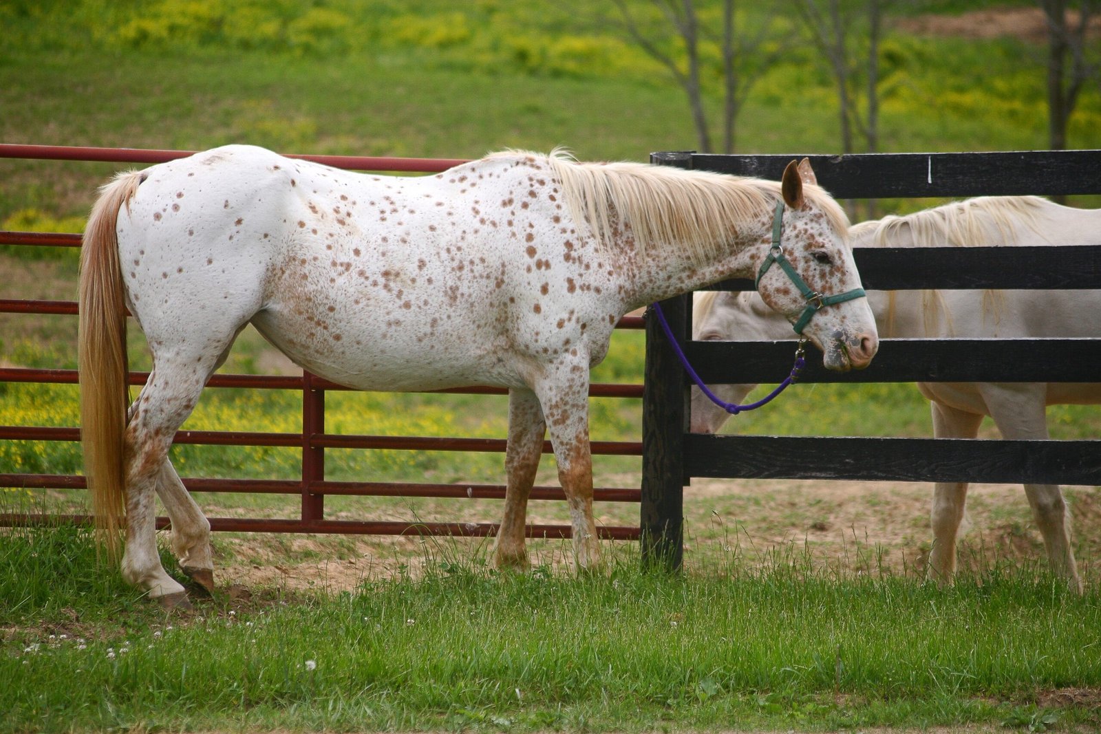 Appaloosa: The Spotted Friend (image credits: wikimedia)