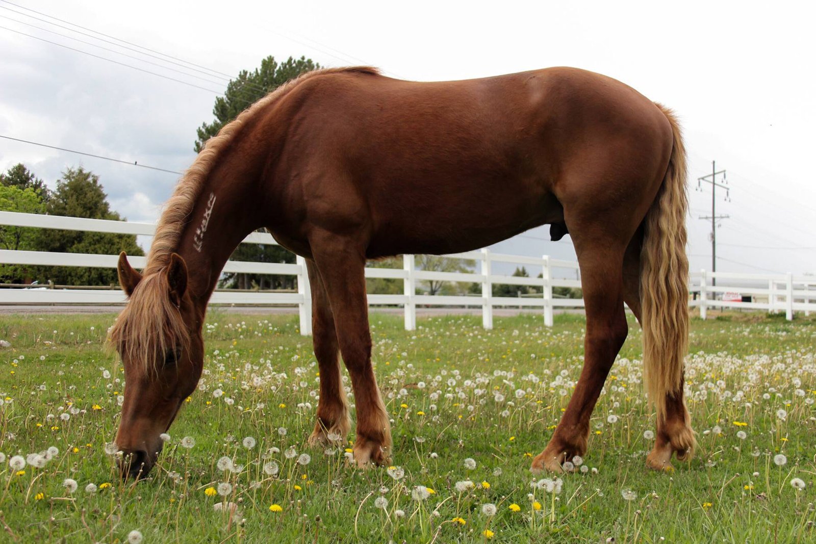 Mustang: The Wild Spirit (image credits: wikimedia)