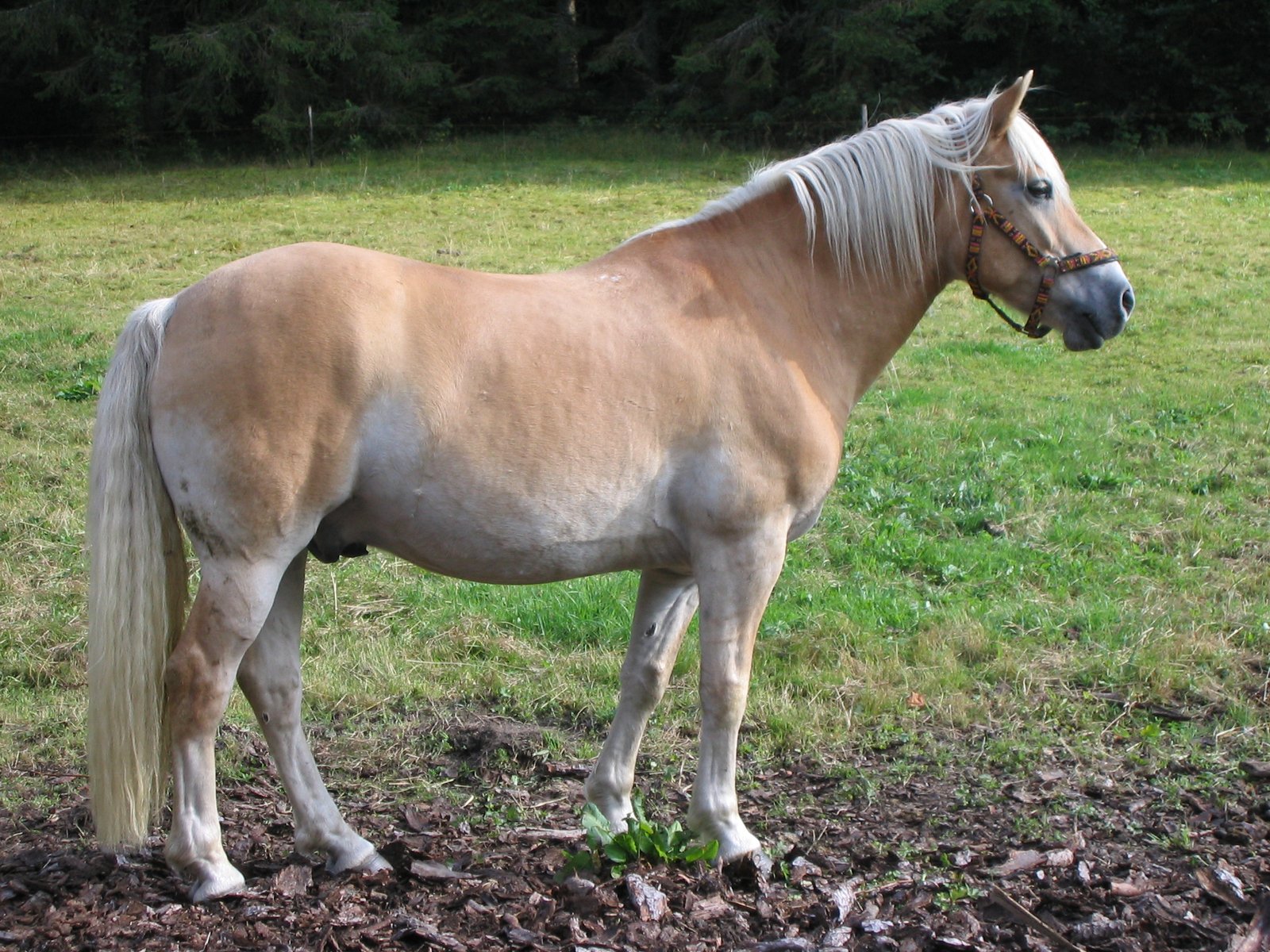 Haflinger: The Golden Companion (image credits: wikimedia)