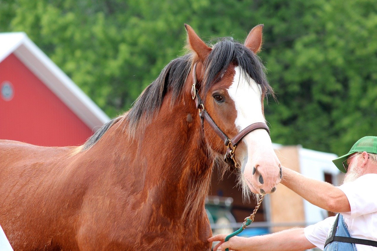 12 Horse Breeds That Form Deep Bonds with Their Riders