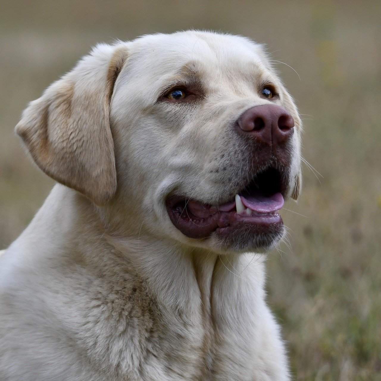 Labrador Retriever: The All-Rounder (image credits: pixabay)