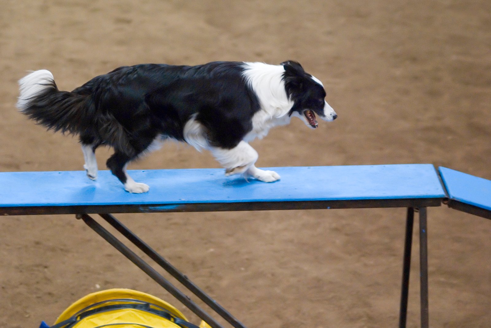 Border Collie: The Agile Athlete (image credits: wikimedia)