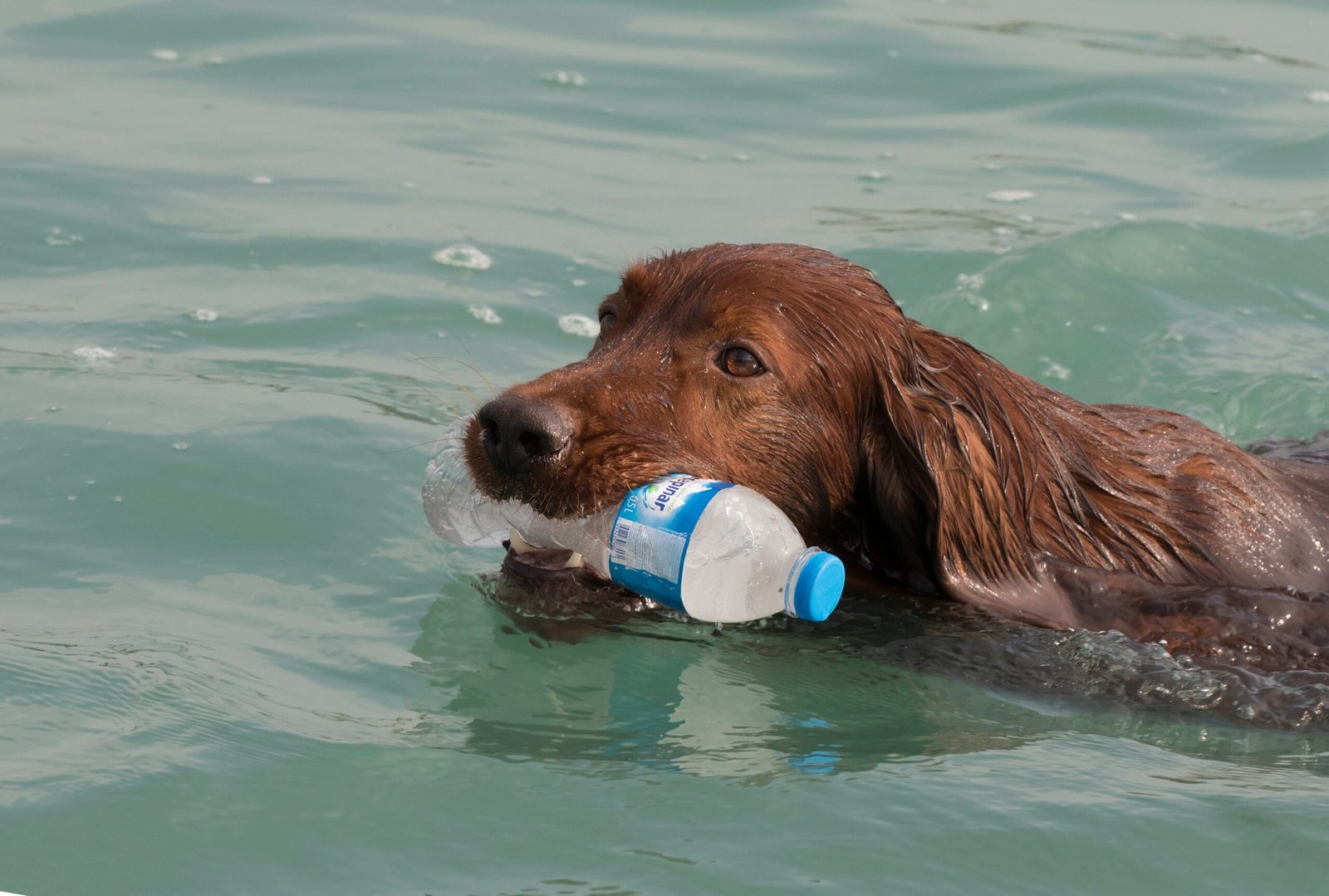 Irish Setter: The Elegant Athlete (image credits: wikimedia)
