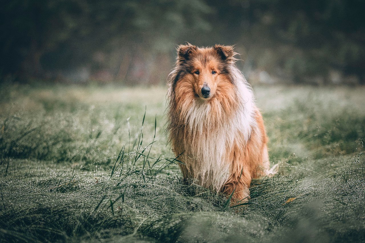 Collie: The Gentle Guardian (image credits: pixabay)