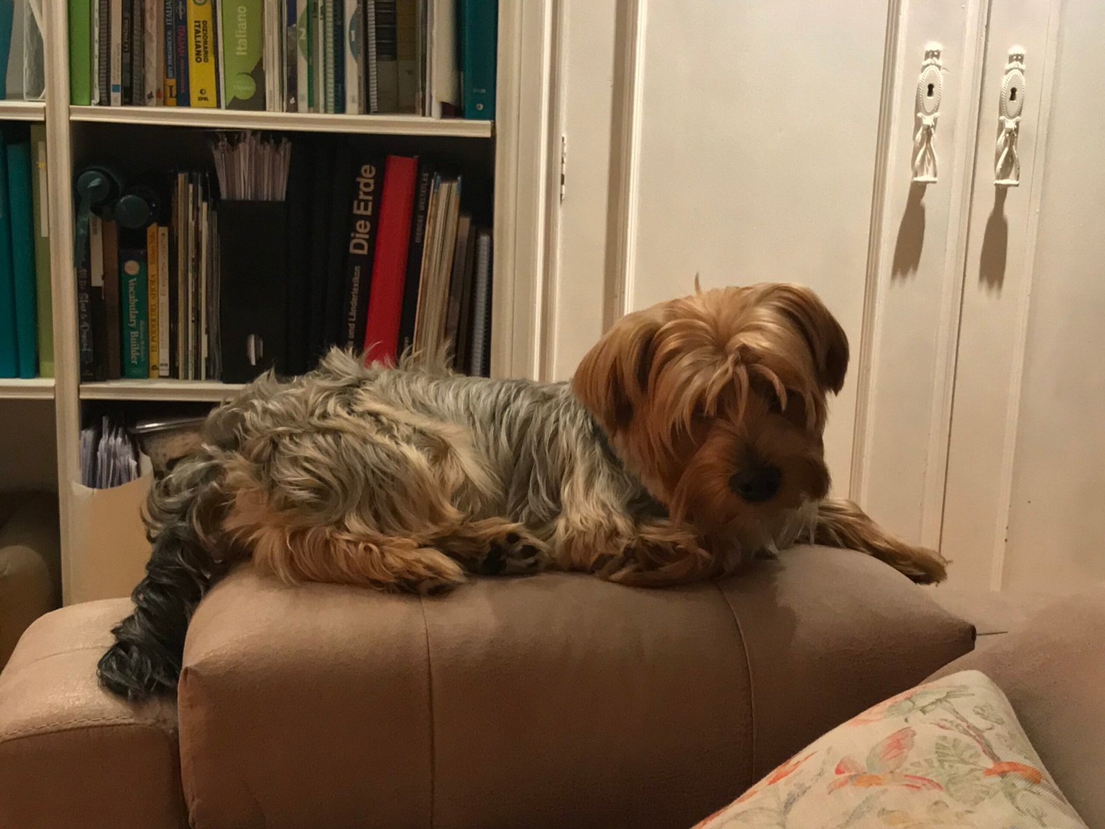 Yorkshire Terrier: The Spirited Small Fry (image credits: wikimedia)