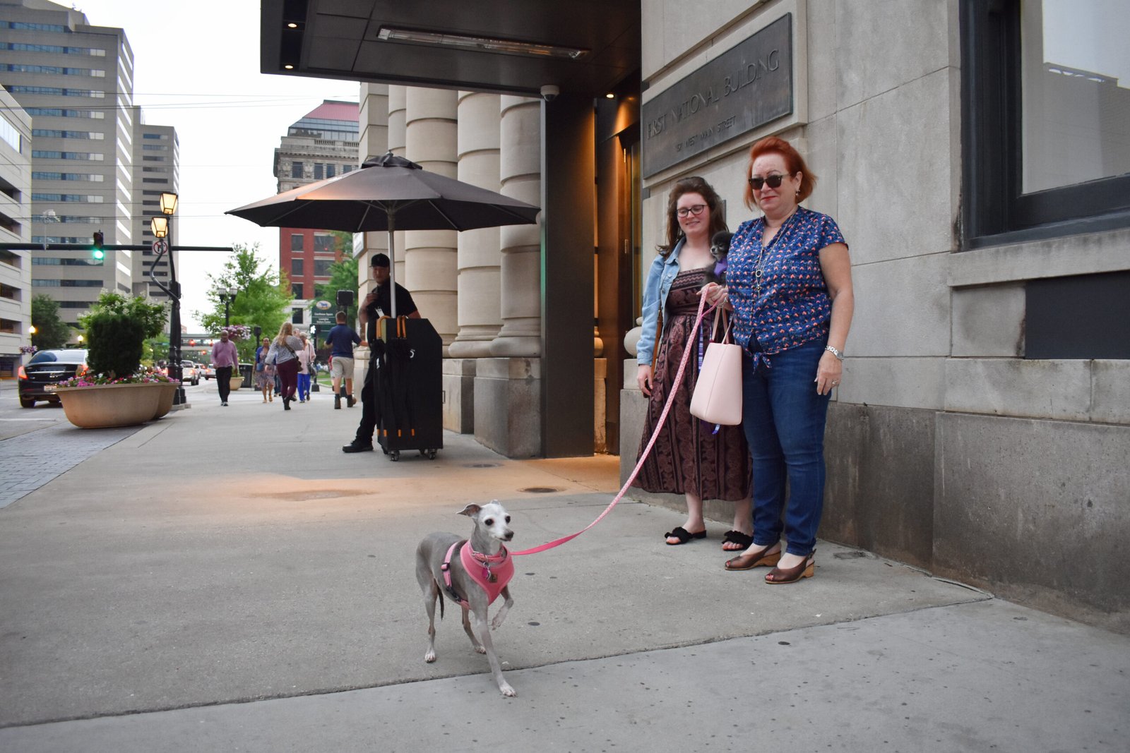 Italian Greyhound: The Elegant Racer (image credits: wikimedia)