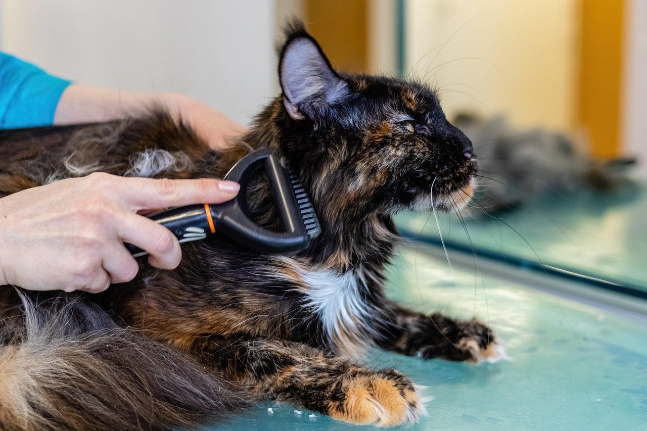 Gentle Grooming Sessions (image credits: pixabay)