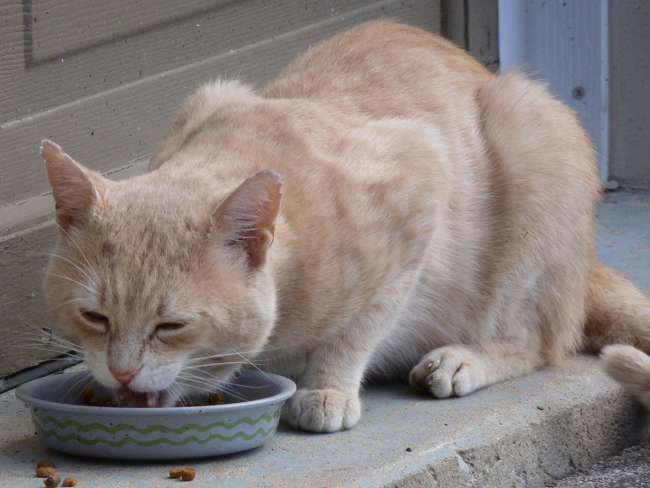 Sharing a Peaceful Meal (image credits: pixabay)