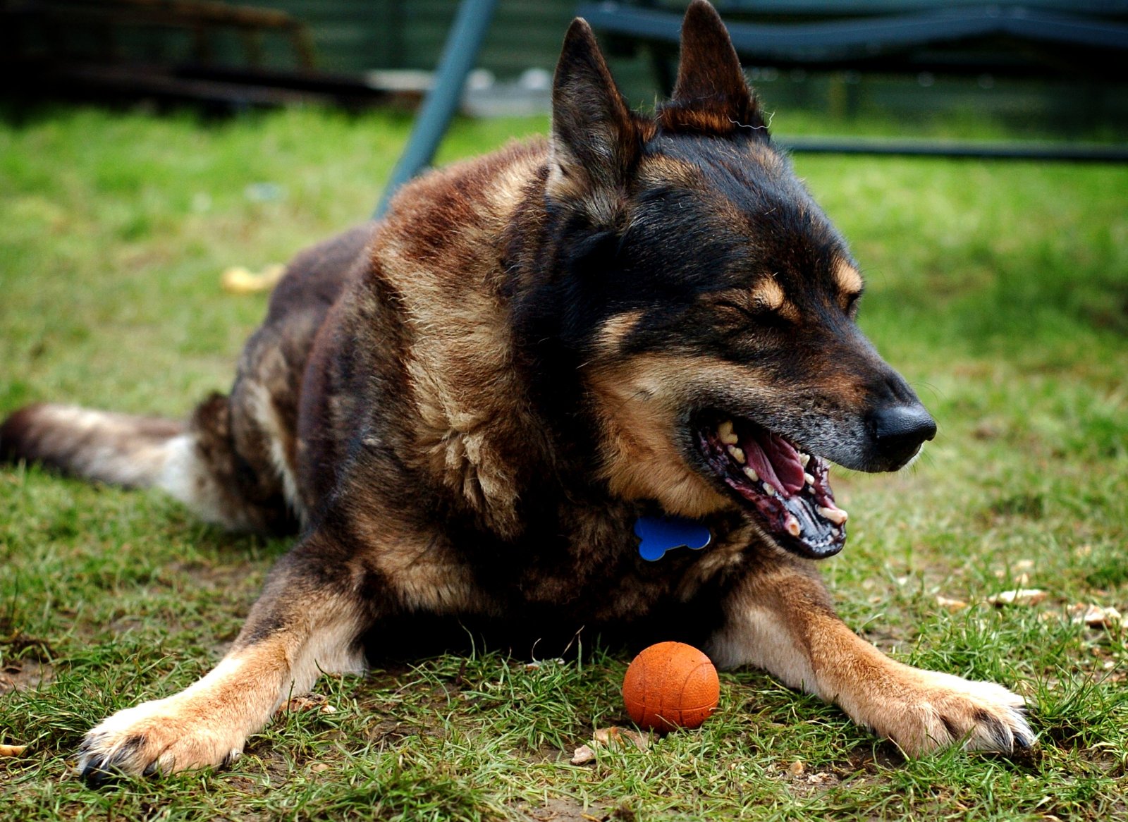 Yawning: A Sign of Empathy (image credits: wikimedia)