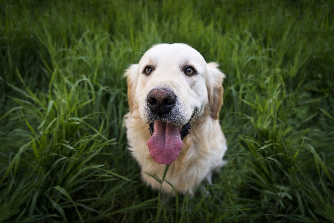 Adoring Eye Contact (image credits: pixabay)