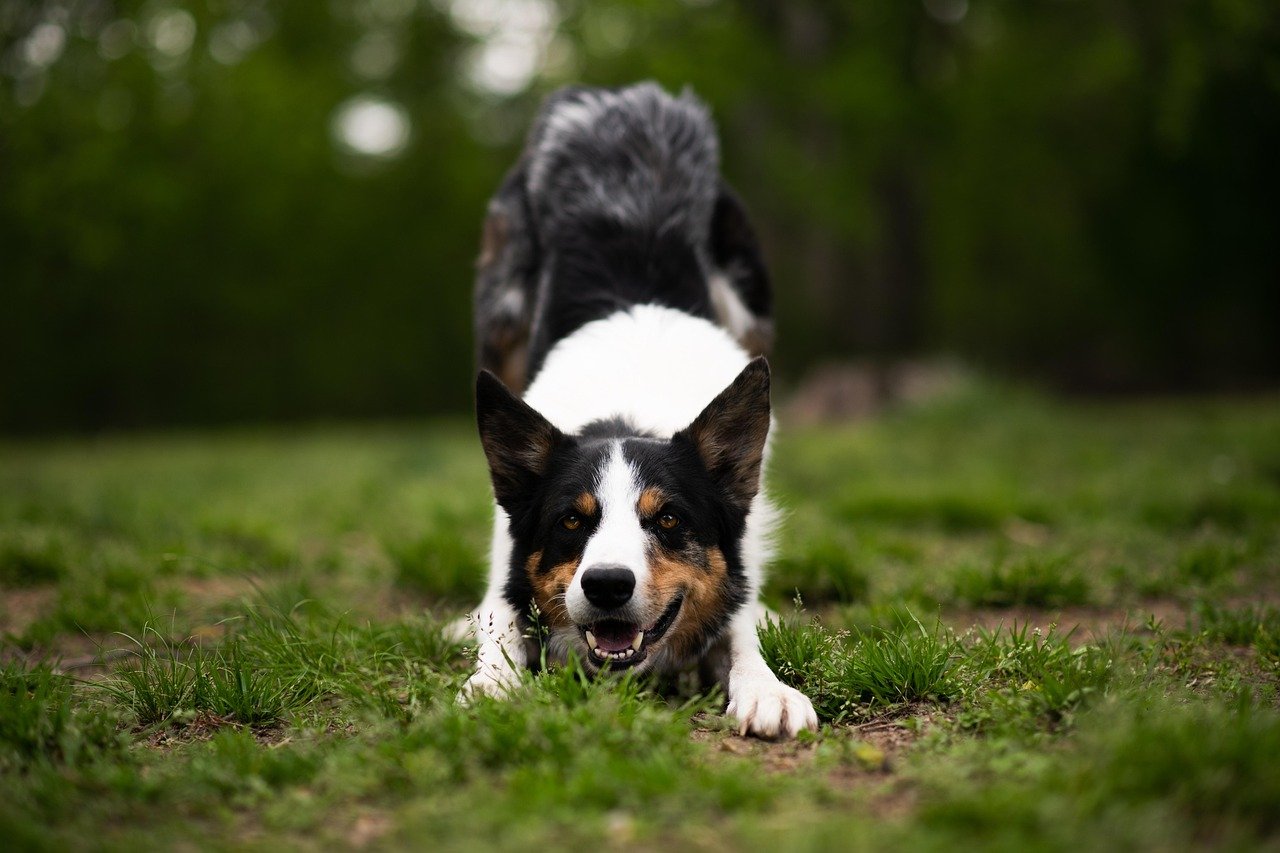The Playful Bow (image credits: pixabay)