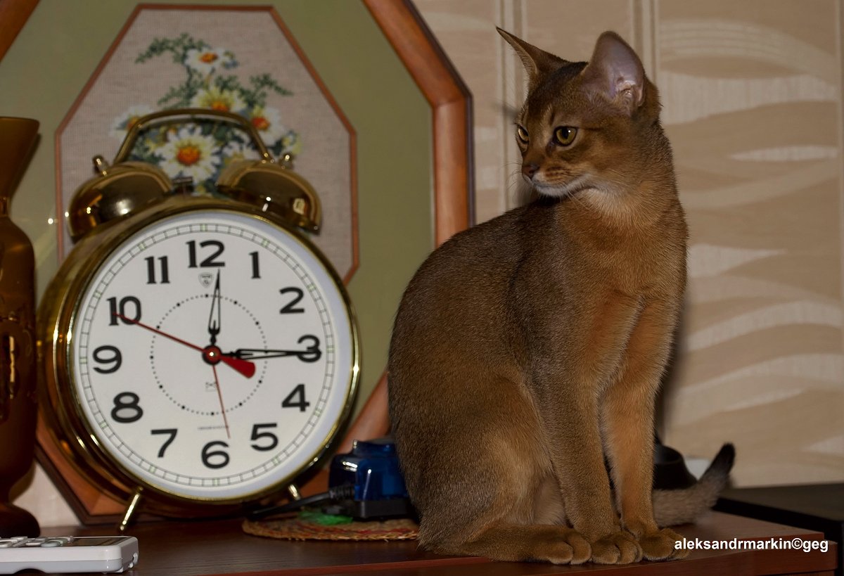 The Morning Alarm: Waking You with Love (image credits: wikimedia)