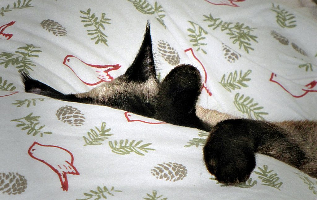 The Nighttime Snuggler: Sharing Your Bed (image credits: wikimedia)