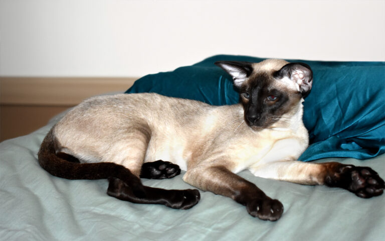 10 Cat Breeds That Are Perfect for First-Time Owners