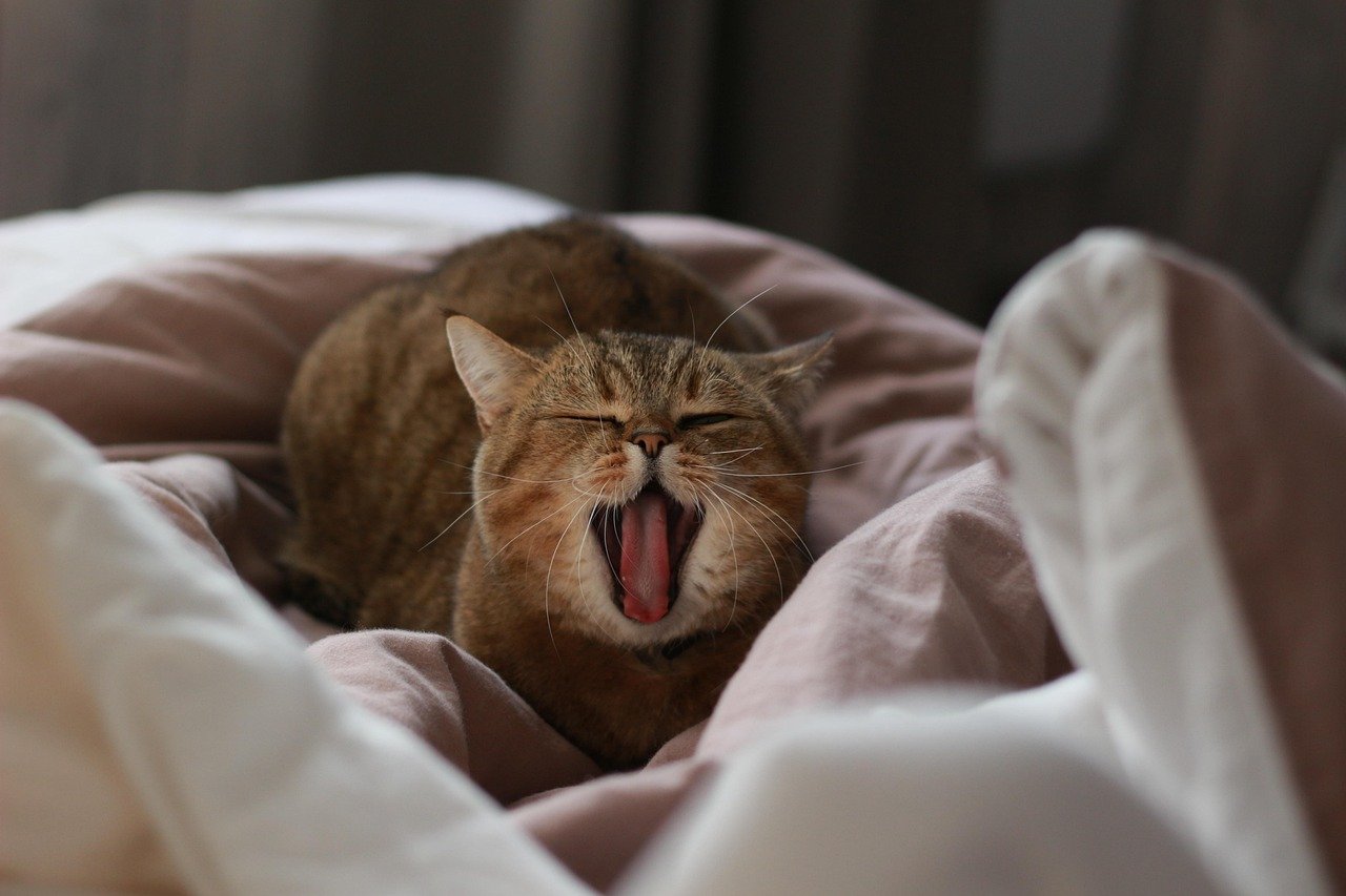 14. The Purring Machines (image credits: pixabay)