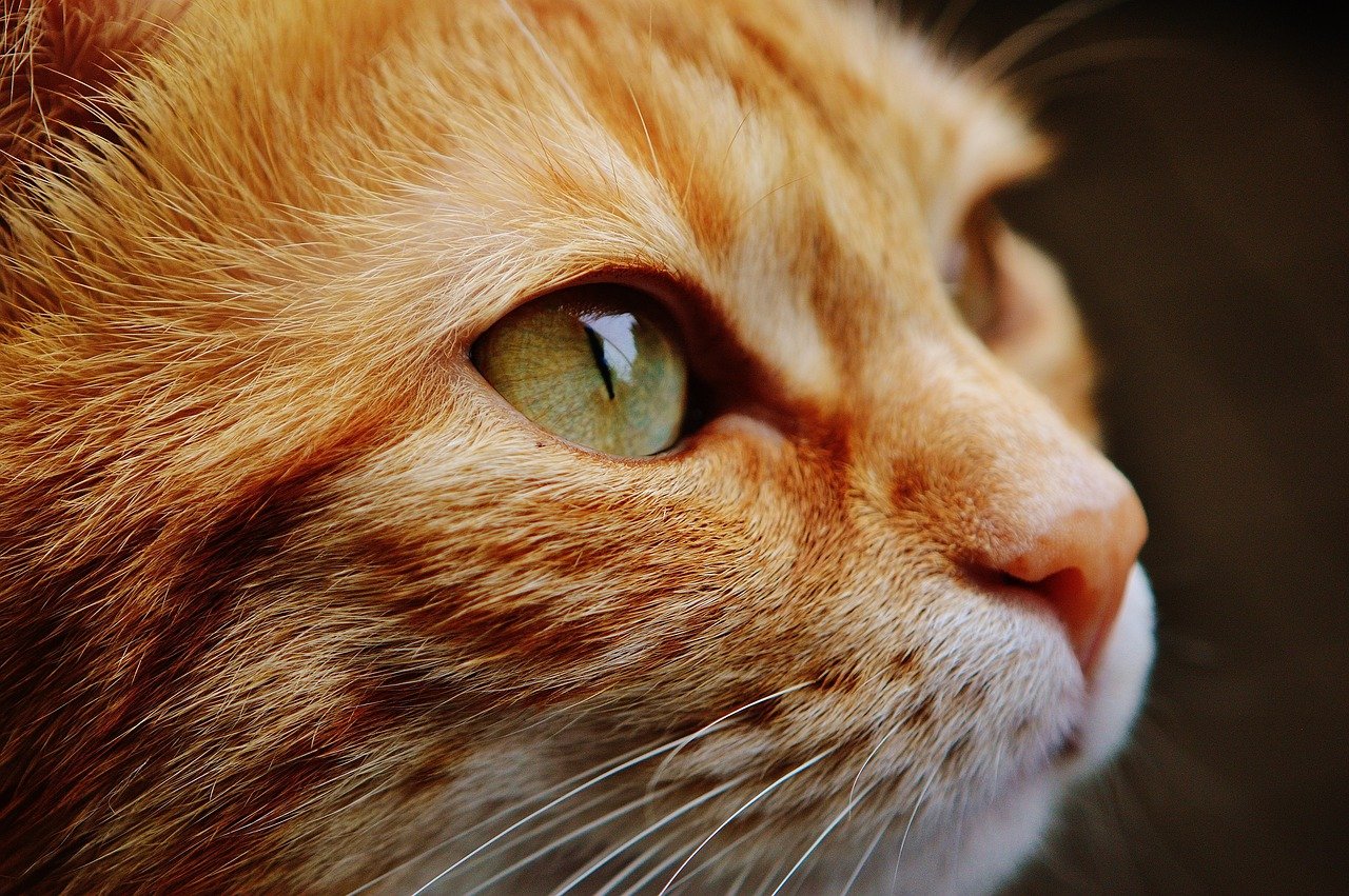 Chirping or Trilling: Vocal Affection (image credits: pixabay)