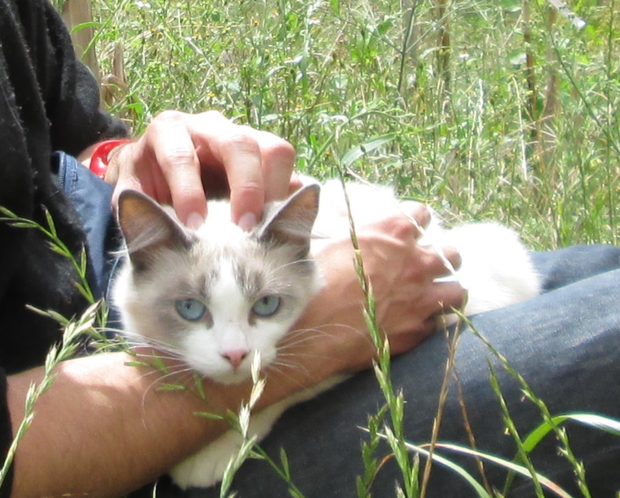 Sitting on Your Lap: A Warm Expression of Love (image credits: wikimedia)