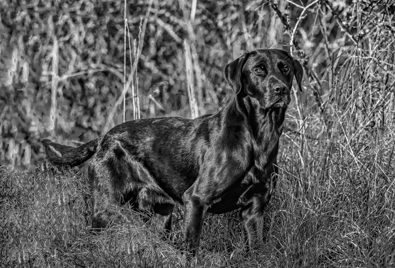 Labrador Retriever: The Ultimate Family Companion (image credits: wikimedia)