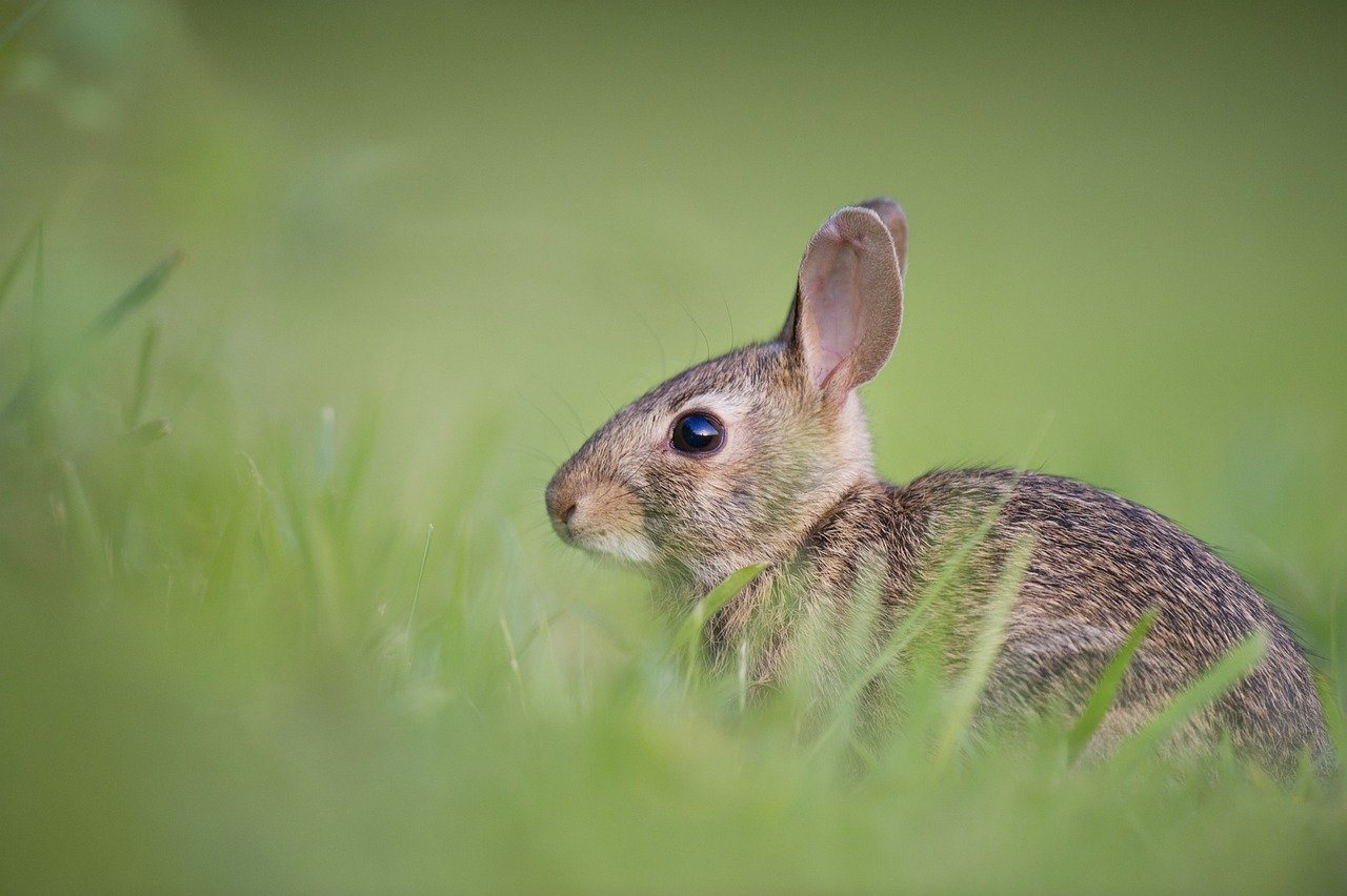 Rabbits: The Quiet Companions with Soft Hearts (image credits: pixabay)