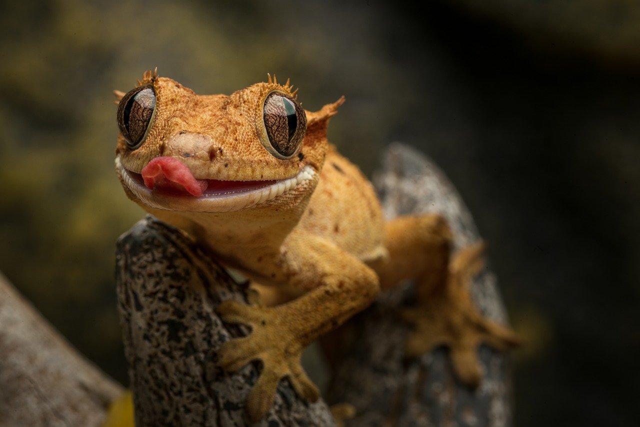 Geckos: The Quiet Climbers with Charming Personalities (image credits: pixabay)