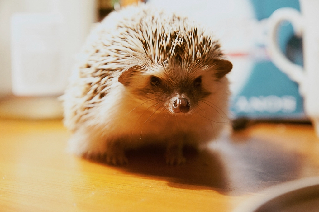 Hedgehogs: The Prickly Yet Peaceful Pals (image credits: rawpixel)