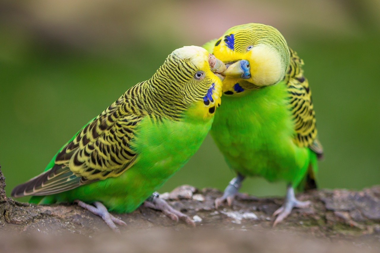 Budgerigars: The Silent Singers with Vibrant Colors (image credits: pixabay)