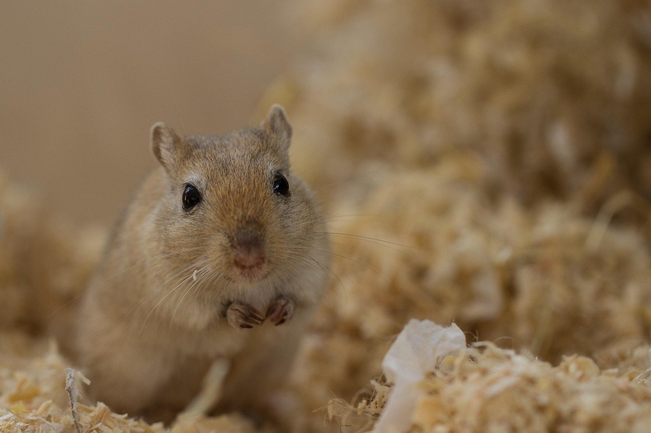 Gerbils: The Curious Yet Calm Companions (image credits: pixabay)