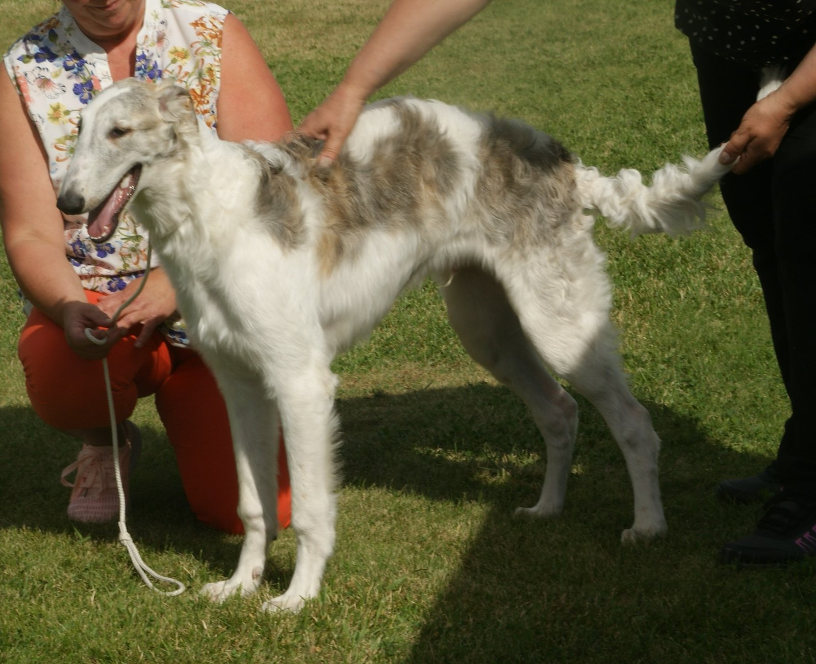 Borzoi: The Aristocratic Solitude Seeker (image credits: wikimedia)