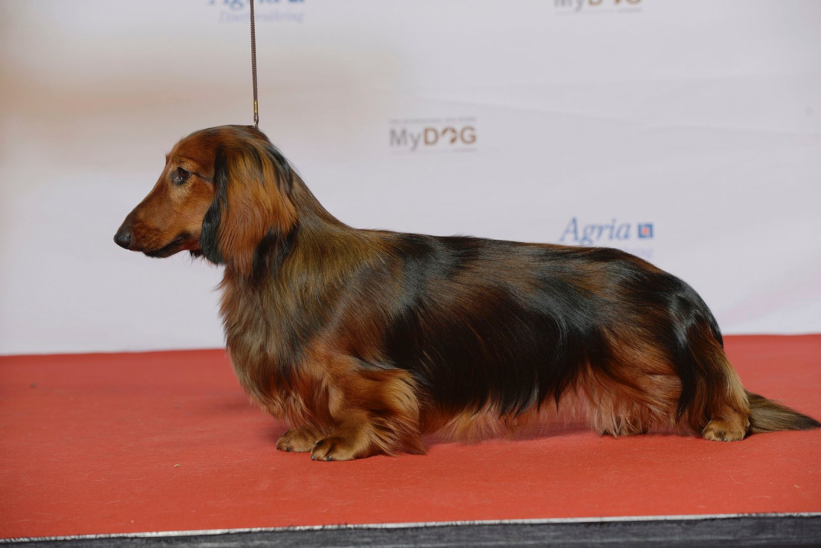 Dachshund: The Long-Living Wiener Dog (image credits: wikimedia)
