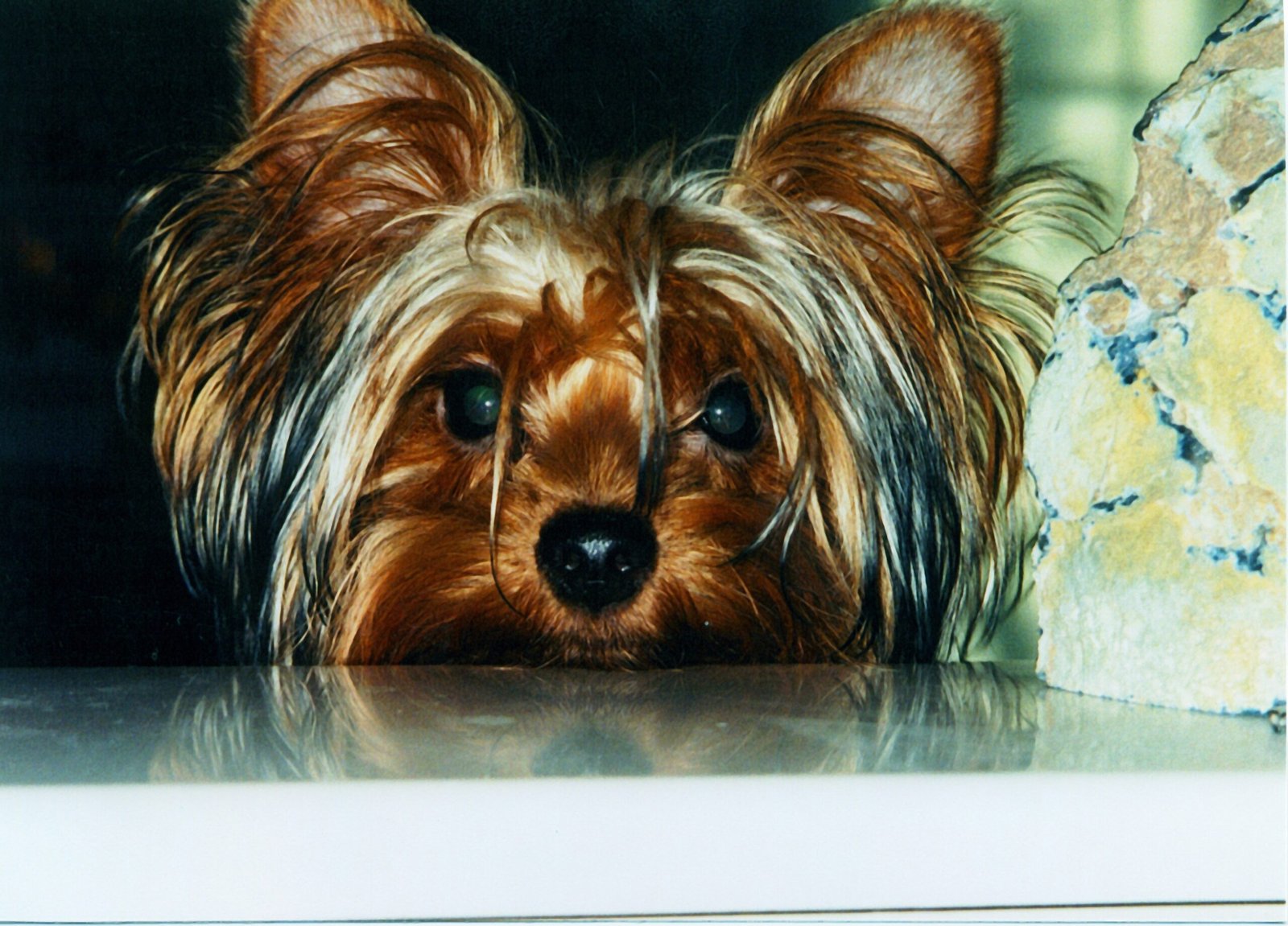 Yorkshire Terrier: Tiny Yet Tenacious (image credits: wikimedia)