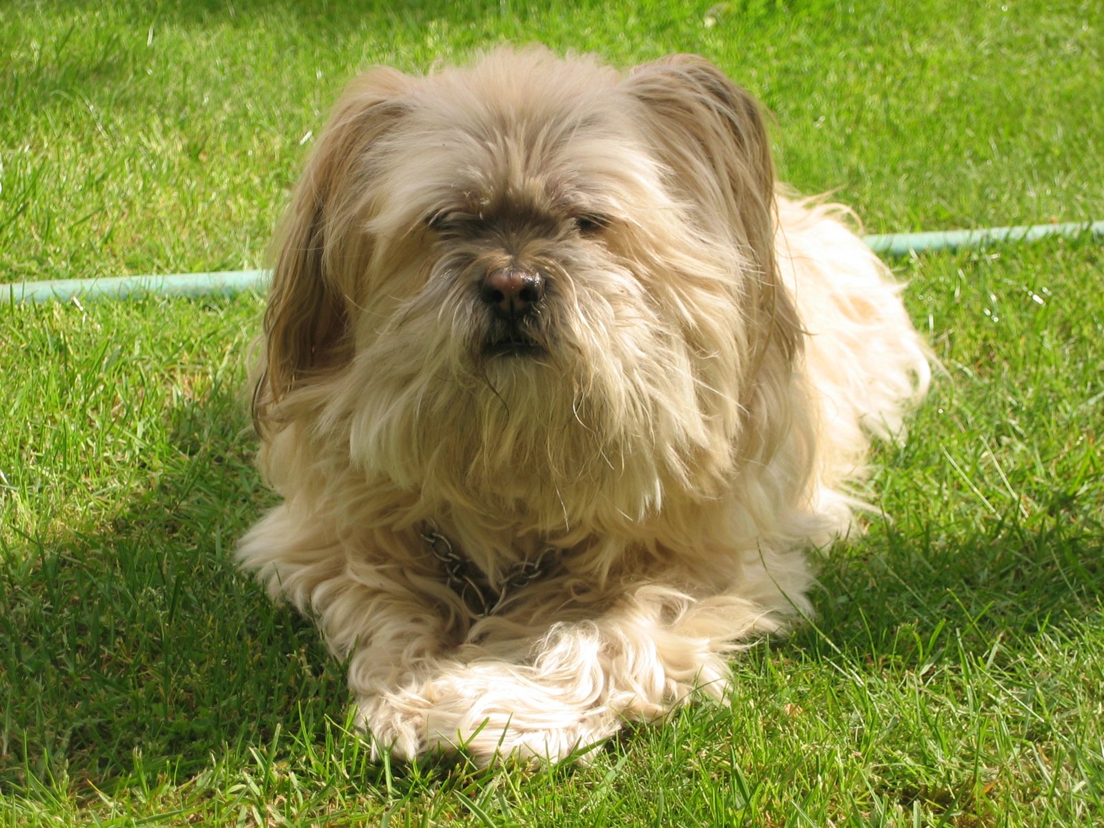 Lhasa Apso: The Loyal Guardian (image credits: wikimedia)