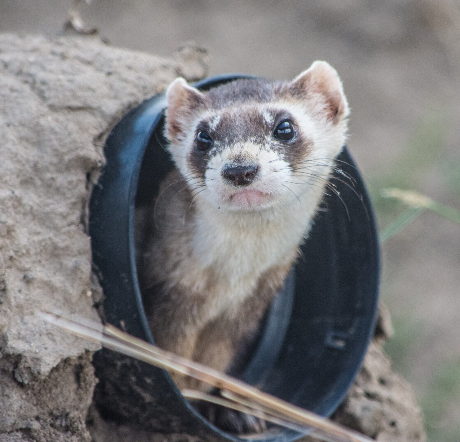 Ferrets: Curious and Playful (image credits: wikimedia)