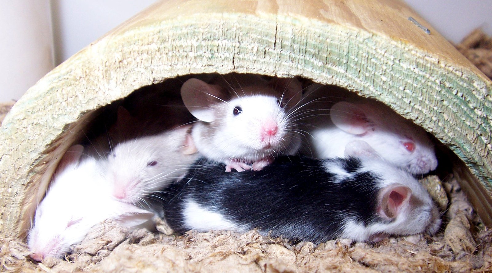 Fancy Mice: Small and Sociable (image credits: wikimedia)