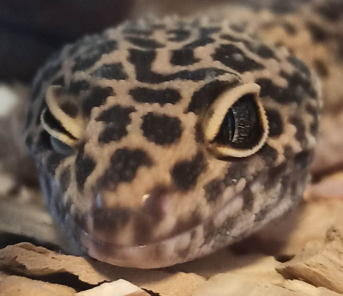 Leopard Geckos: Easygoing Reptiles (image credits: wikimedia)