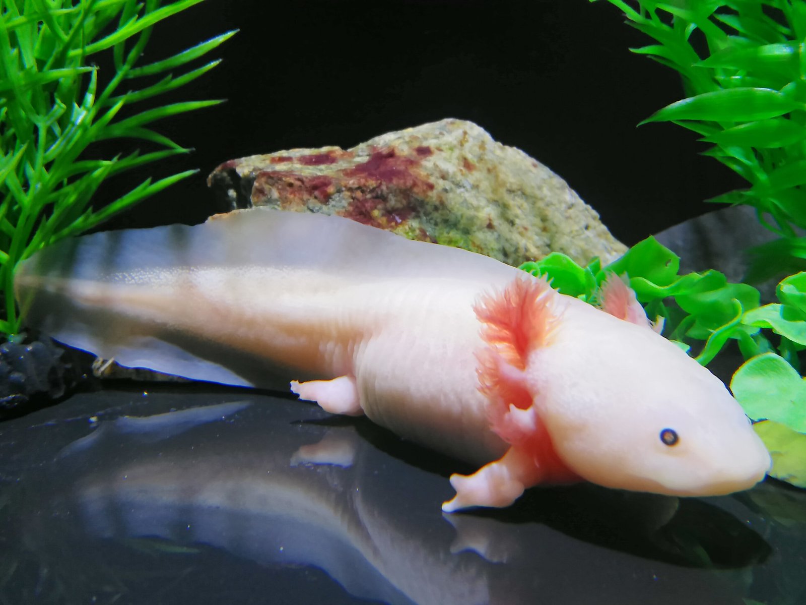 Axolotls: Quirky Aquatic Wonders (image credits: wikimedia)