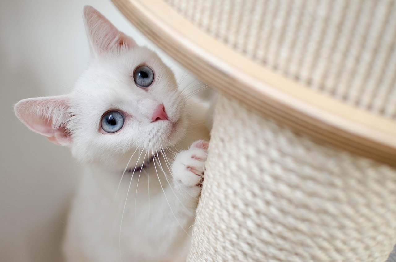 Gazing with Love (image credits: pixabay)