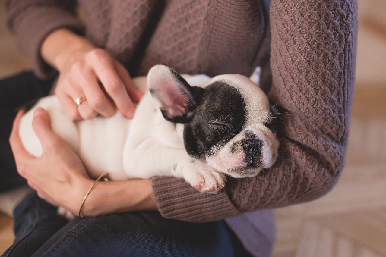 Understanding Your Dog’s Needs (image credits: pixabay)