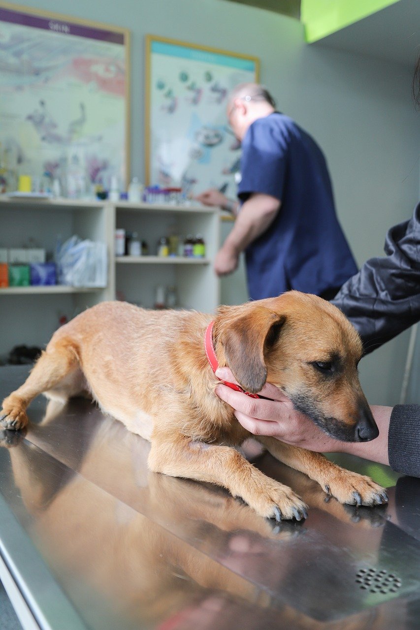 Regular Vet Visits (image credits: pixabay)