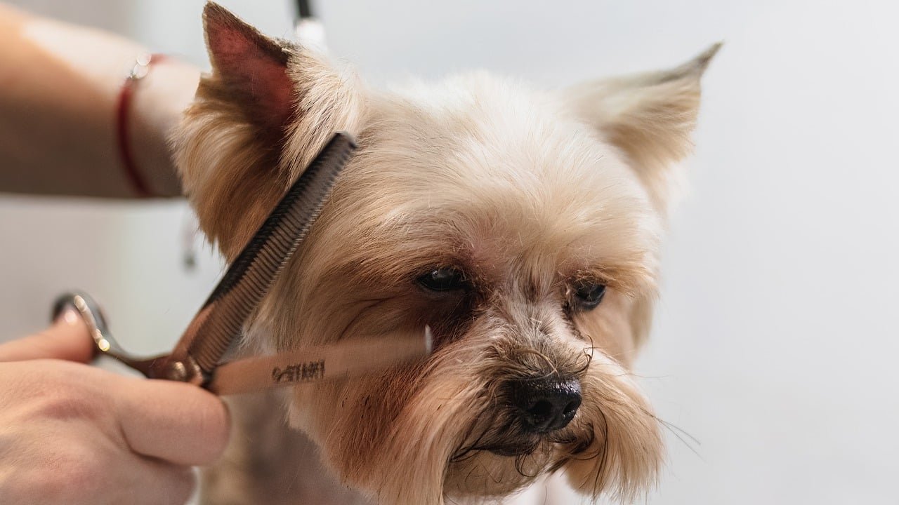 Grooming and Hygiene (image credits: pixabay)