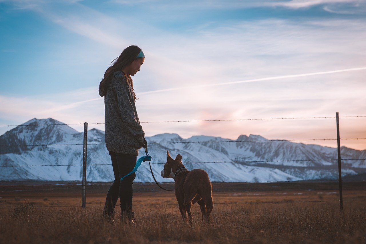 Balancing Work and Dog Time (image credits: pixabay)