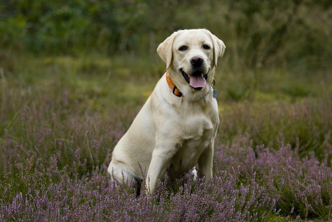 Labrador Retriever: The Adventurous Companion (image credits: pixabay)