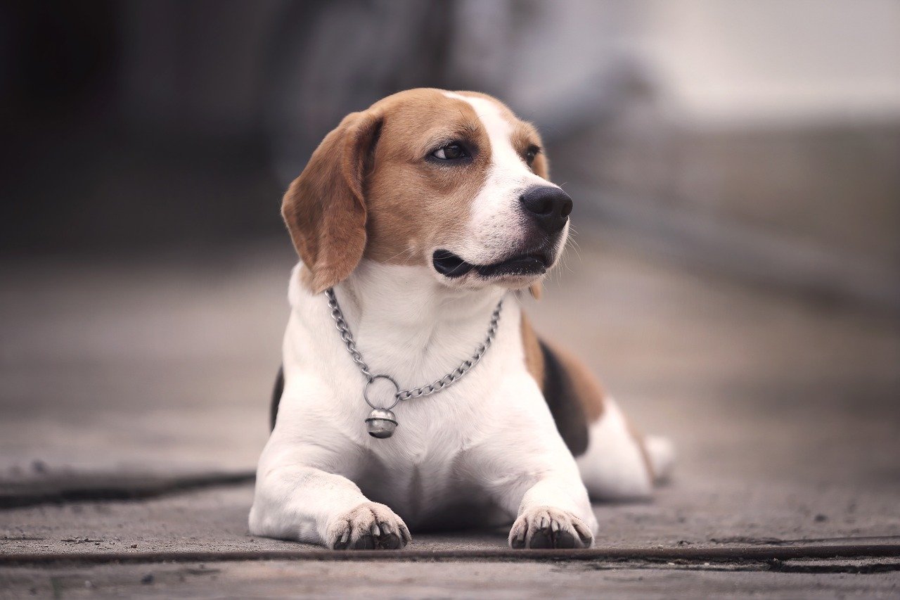 Beagle: The Curious Wanderer (image credits: pixabay)