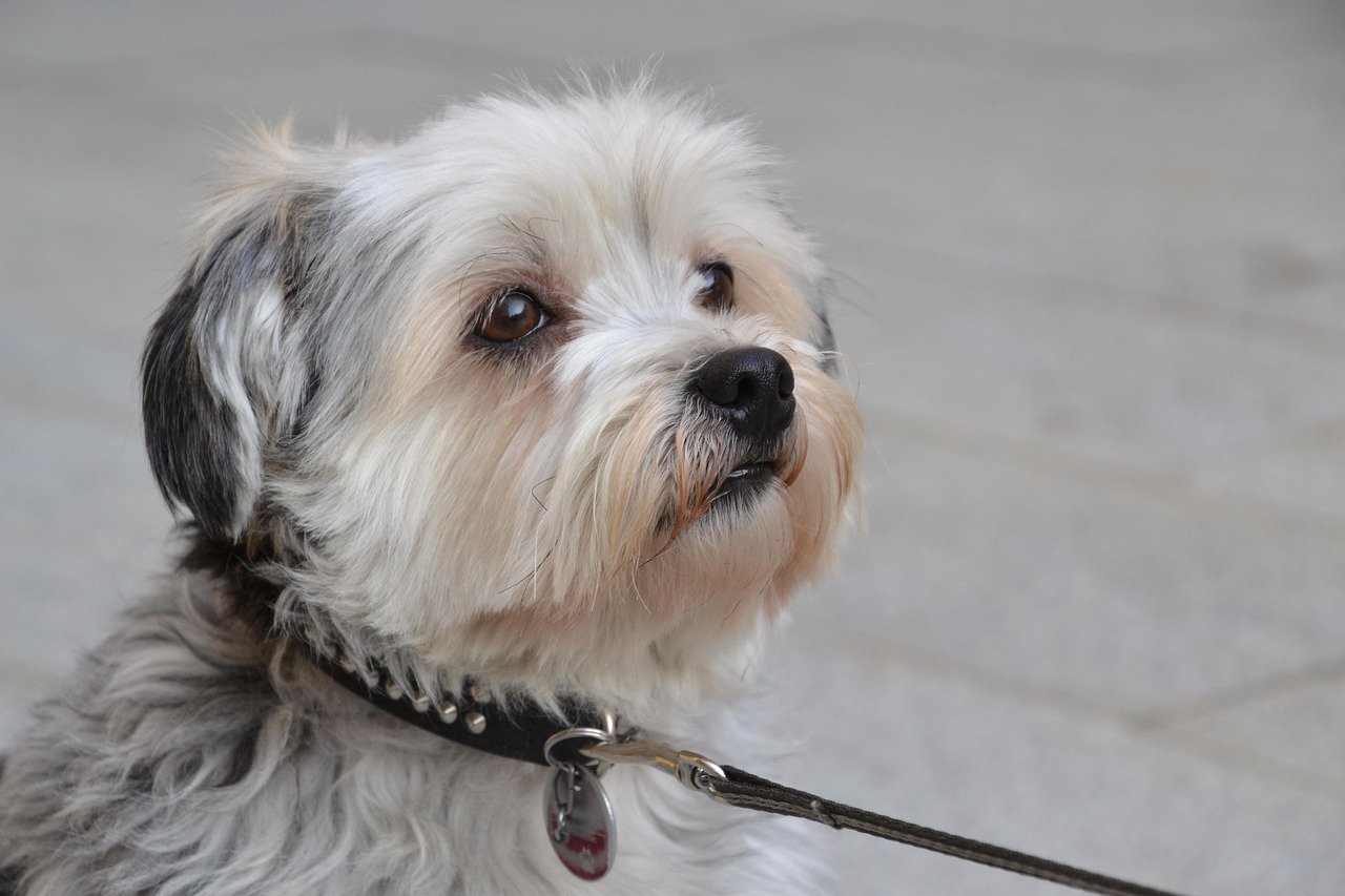Shih Tzu: The Petite Explorer (image credits: pixabay)
