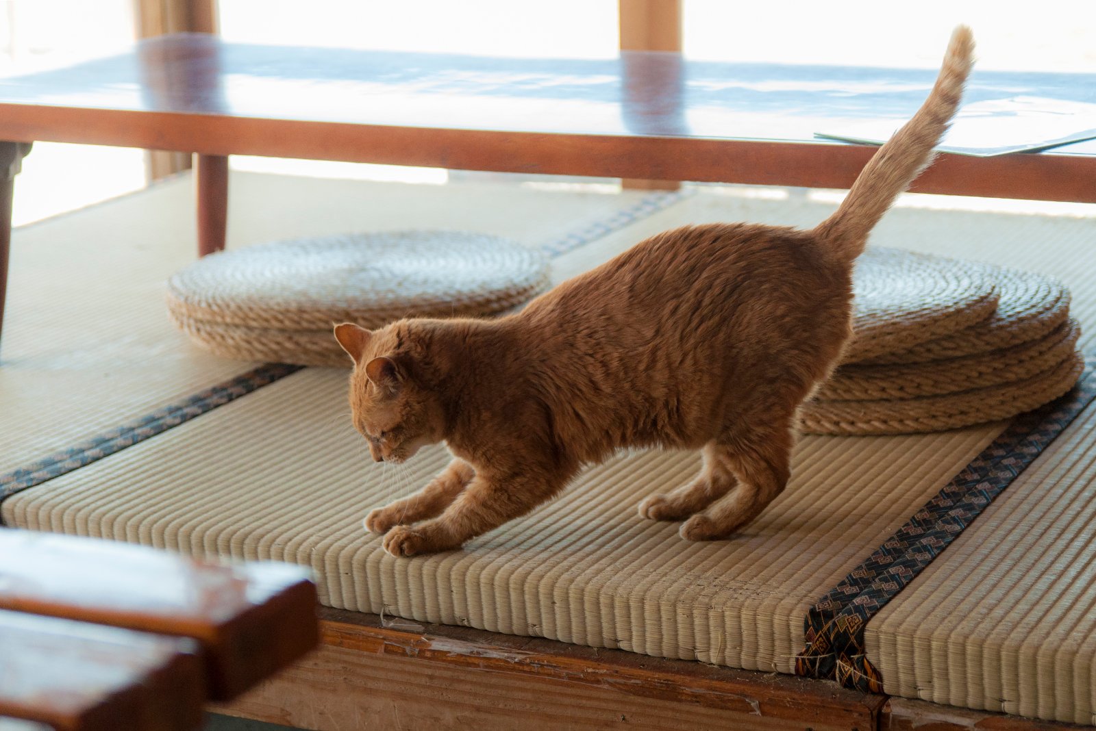 Tail Language Tells All (image credits: wikimedia)