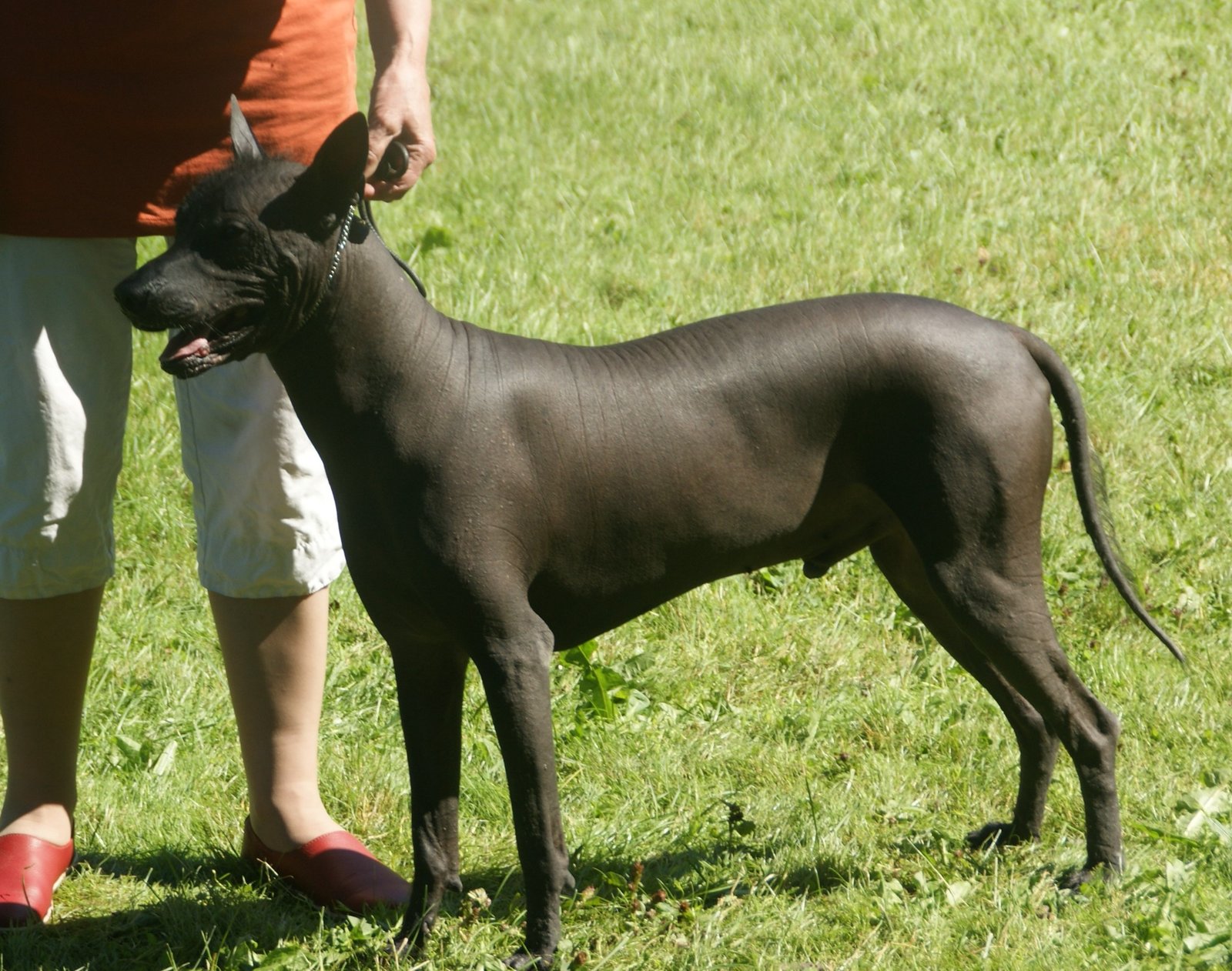 5. Xoloitzcuintli: The Ancient Hairless Breed (image credits: wikimedia)